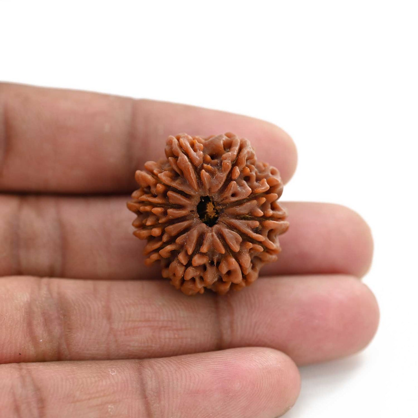 11 Mukhi Rudraksha (Nepal) 28 M.M.