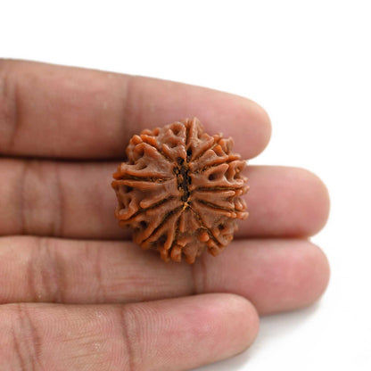 11 Mukhi Rudraksha (Nepal) 28 M.M.