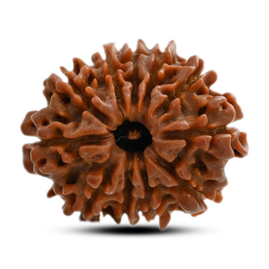 11 Mukhi Rudraksha (Nepal) 26.42 M.M.