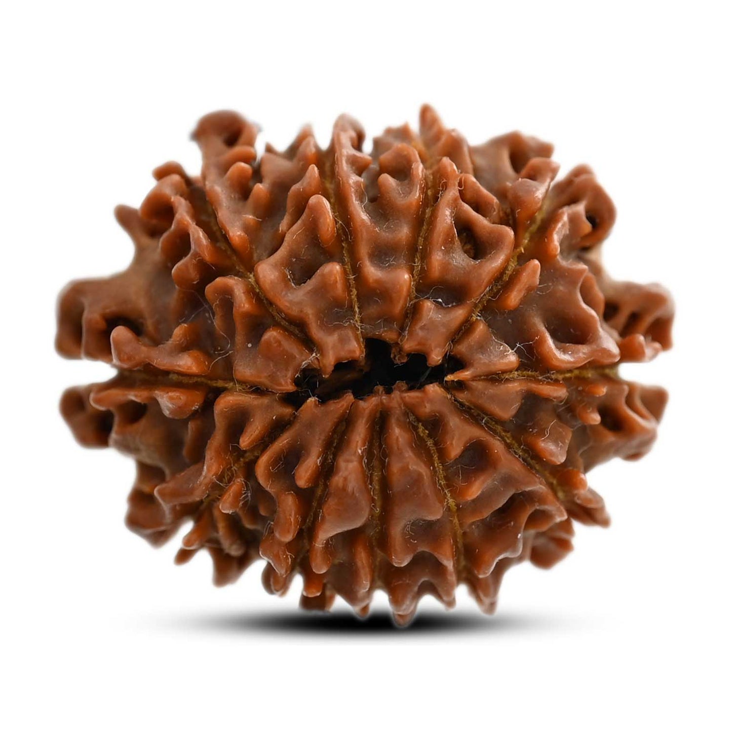 11 Mukhi Rudraksha (Nepal) 26.42 M.M.