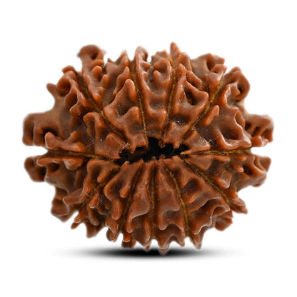 11 Mukhi Rudraksha (Nepal) 26.42 M.M.