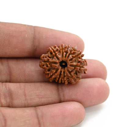 11 Mukhi Rudraksha (Nepal) 26.42 M.M.