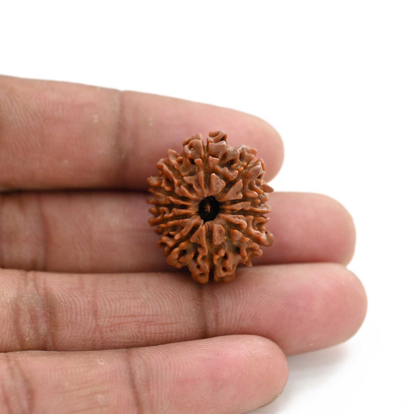 11 Mukhi Rudraksha (Nepal) 26.42 M.M.