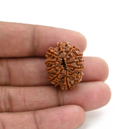 11 Mukhi Rudraksha (Nepal) 26.42 M.M.