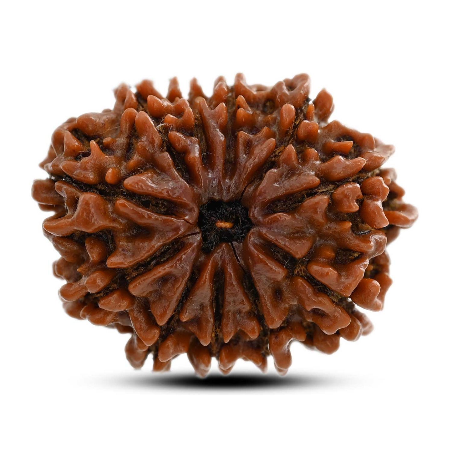 11 Mukhi Rudraksha (Nepal) 25.82 M.M.