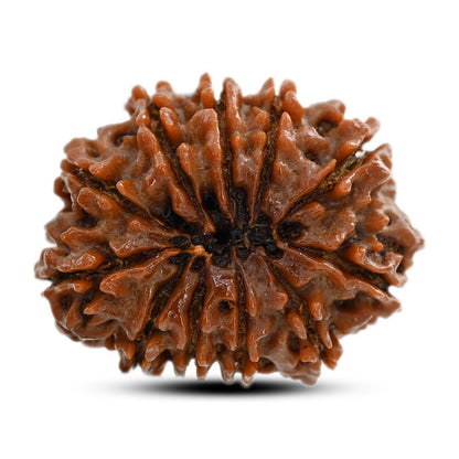 11 Mukhi Rudraksha (Nepal) 25.82 M.M.