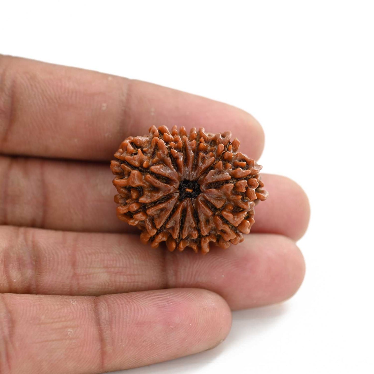 11 Mukhi Rudraksha (Nepal) 25.82 M.M.