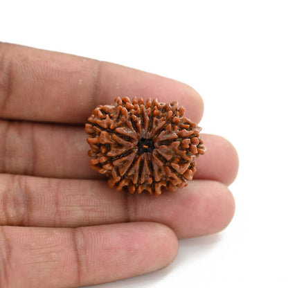 11 Mukhi Rudraksha (Nepal) 25.82 M.M.