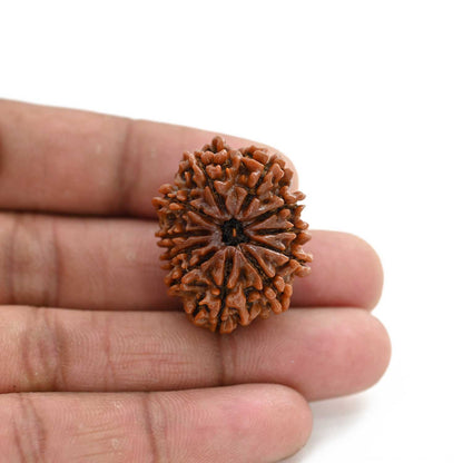 11 Mukhi Rudraksha (Nepal) 25.82 M.M.