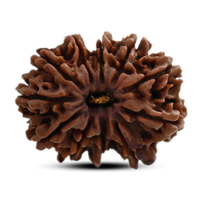 11 Mukhi Rudraksha (Nepal) 29.4 M.M.