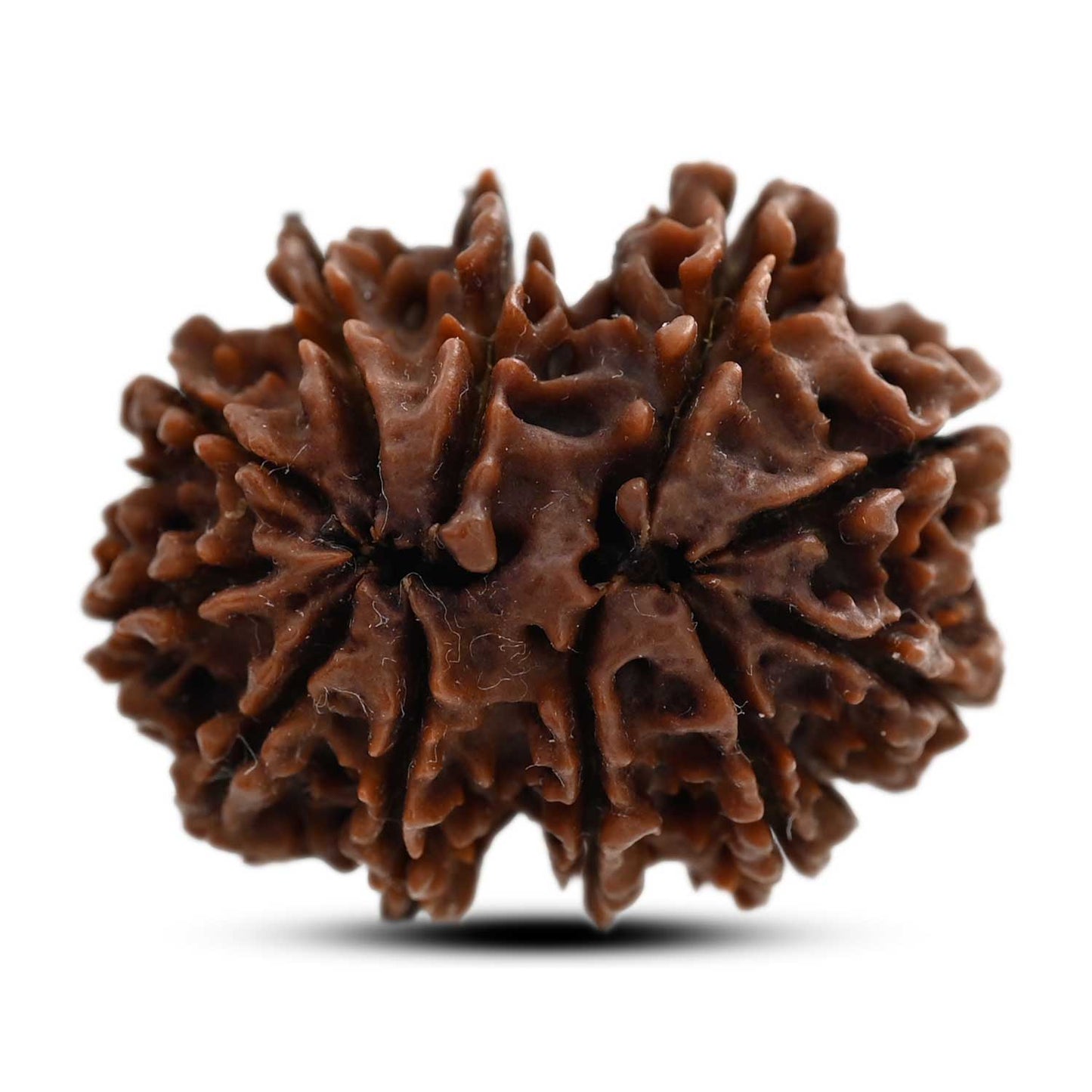 11 Mukhi Rudraksha (Nepal) 29.4 M.M.