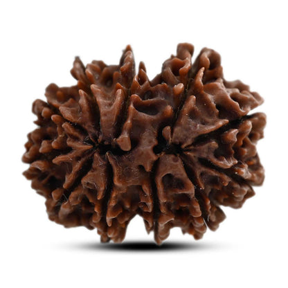 11 Mukhi Rudraksha (Nepal) 29.4 M.M.