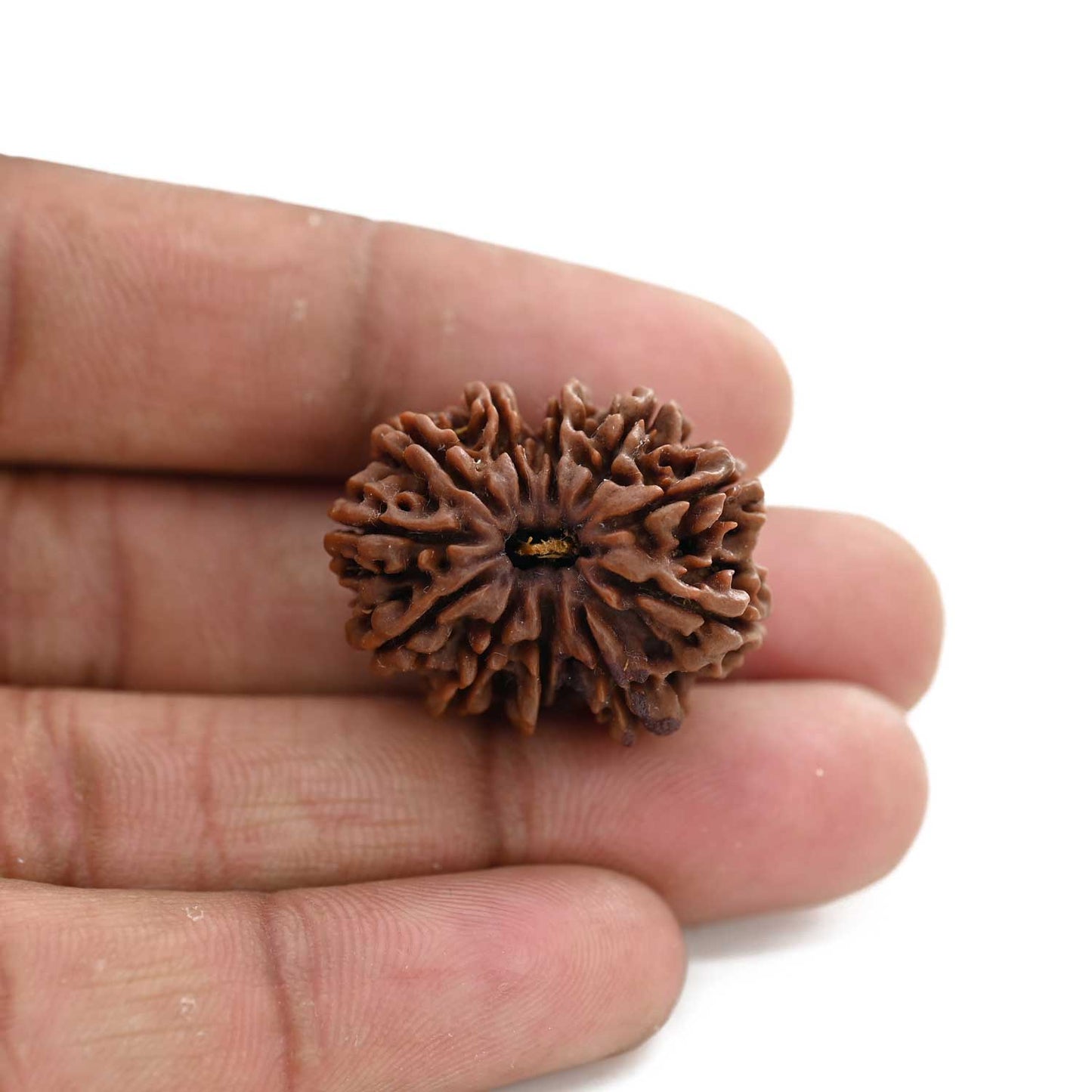 11 Mukhi Rudraksha (Nepal) 29.4 M.M.