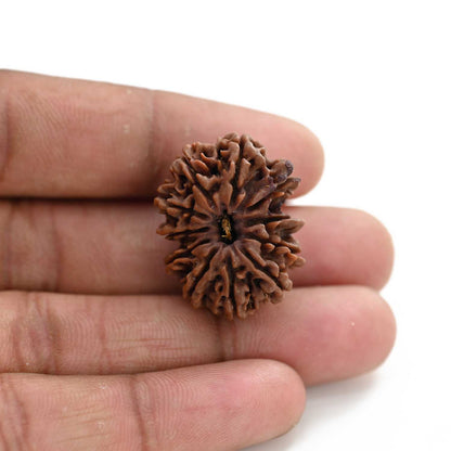 11 Mukhi Rudraksha (Nepal) 29.4 M.M.