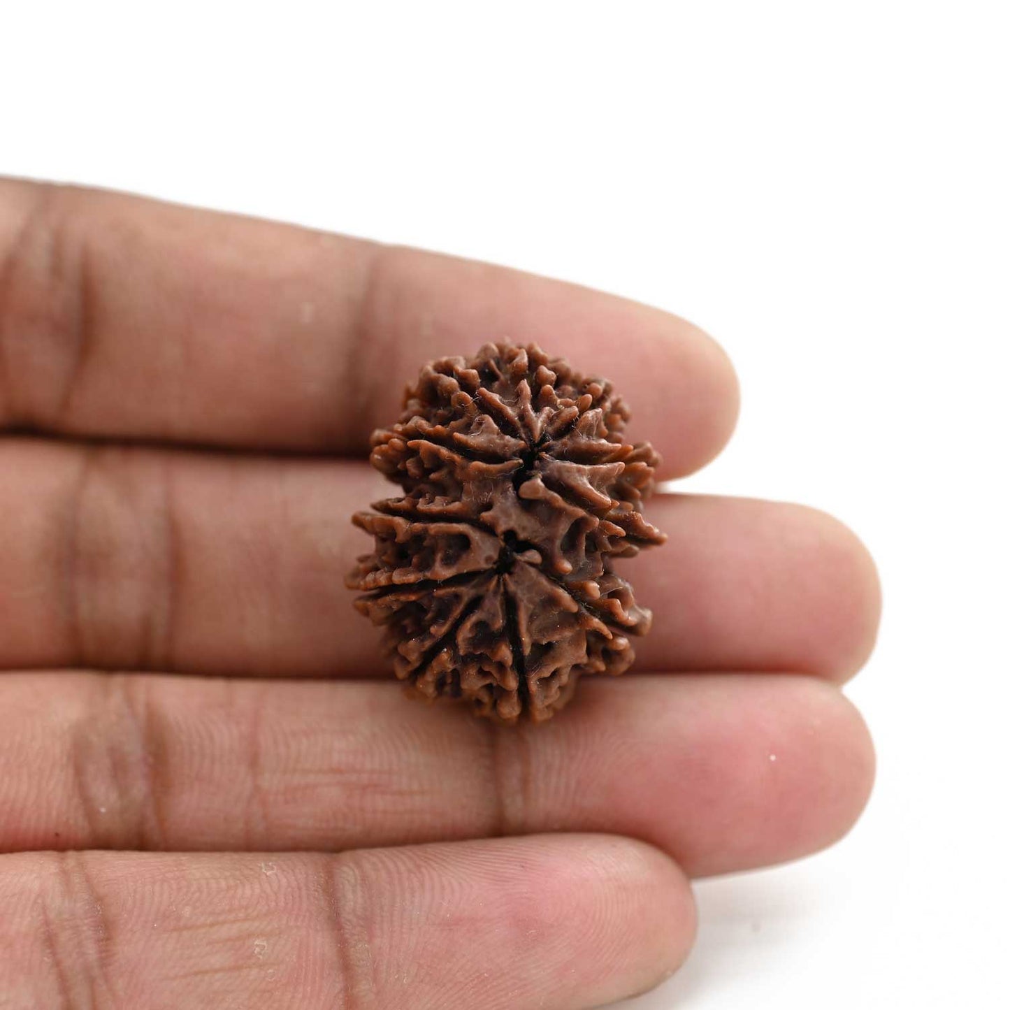 11 Mukhi Rudraksha (Nepal) 29.4 M.M.