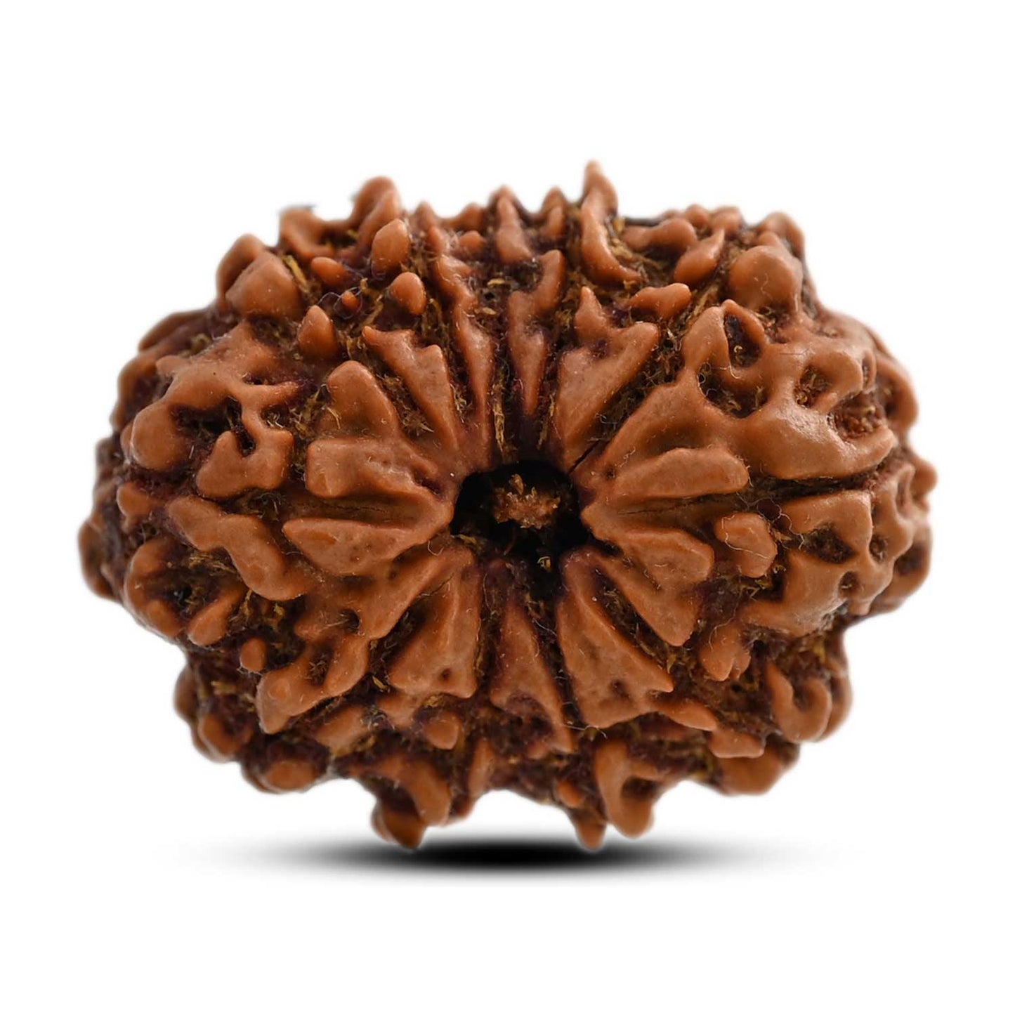 11 Mukhi Rudraksha (Nepal) 25.7 M.M.
