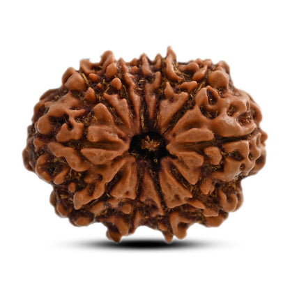 11 Mukhi Rudraksha (Nepal) 25.7 M.M.