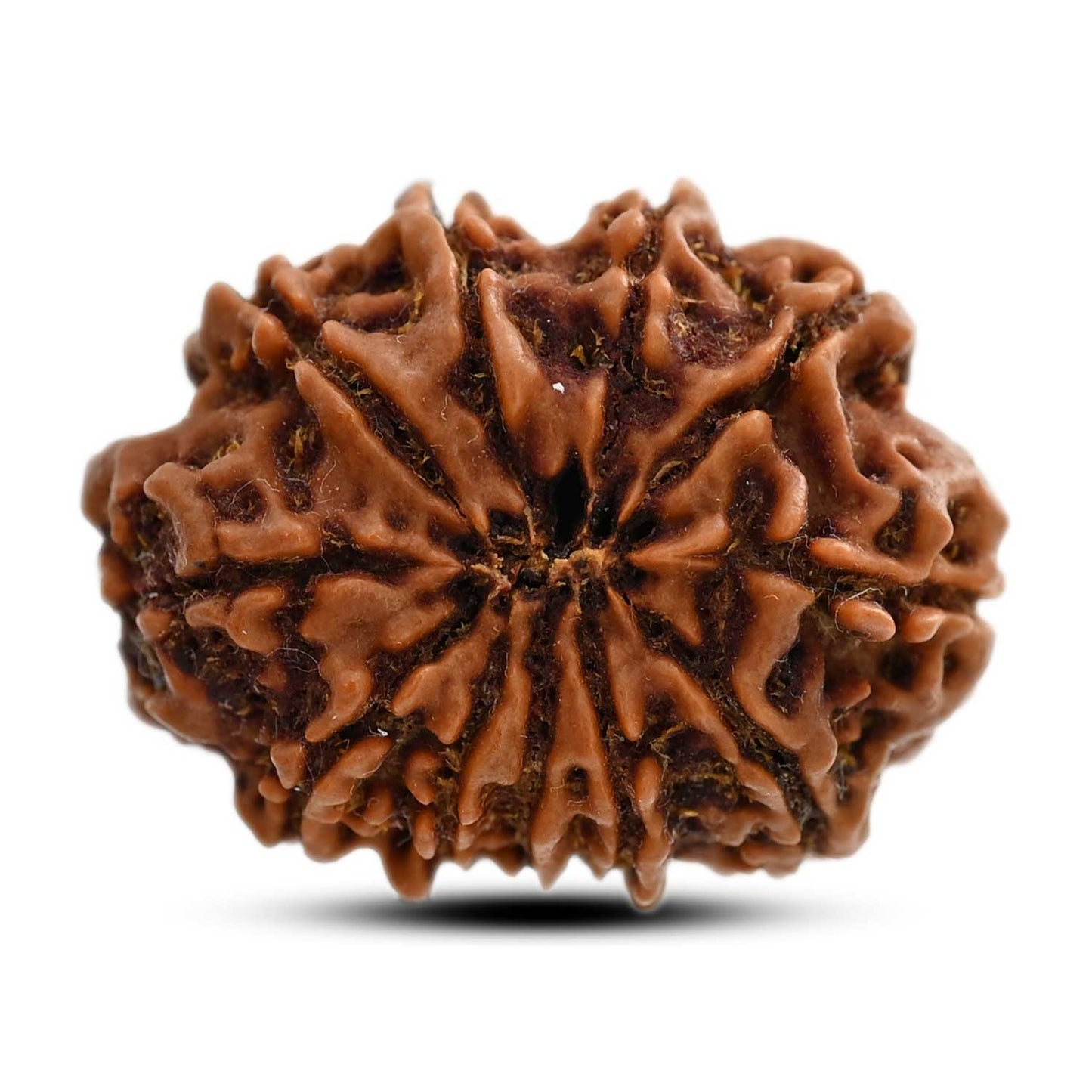 11 Mukhi Rudraksha (Nepal) 25.7 M.M.