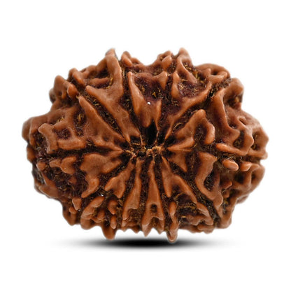 11 Mukhi Rudraksha (Nepal) 25.7 M.M.