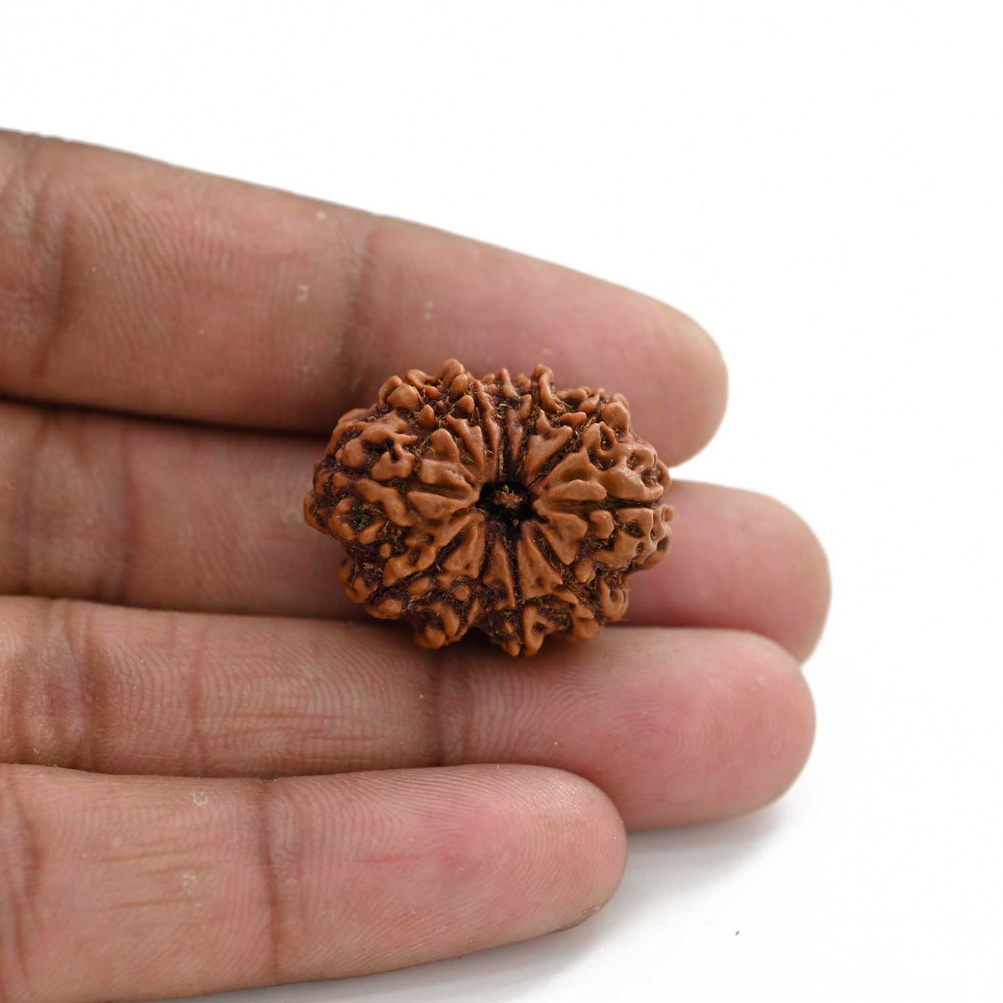11 Mukhi Rudraksha (Nepal) 25.7 M.M.