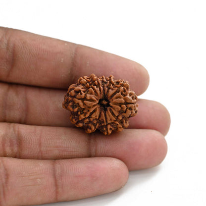 11 Mukhi Rudraksha (Nepal) 25.7 M.M.