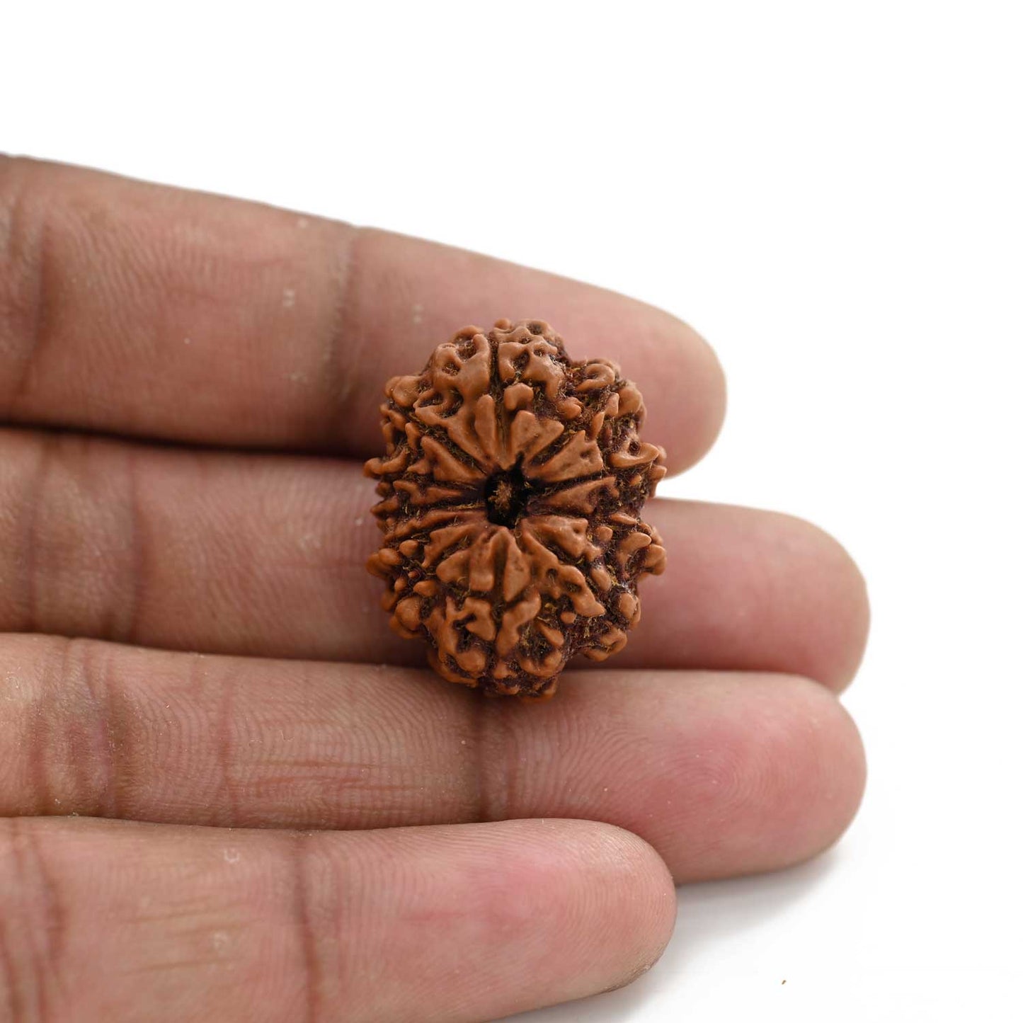 11 Mukhi Rudraksha (Nepal) 25.7 M.M.