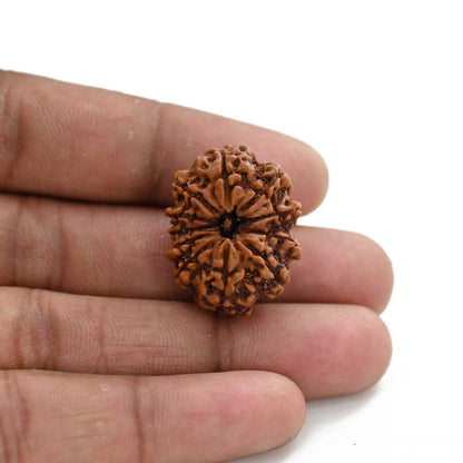 11 Mukhi Rudraksha (Nepal) 25.7 M.M.