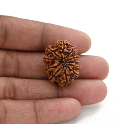 11 Mukhi Rudraksha (Nepal) 25.7 M.M.