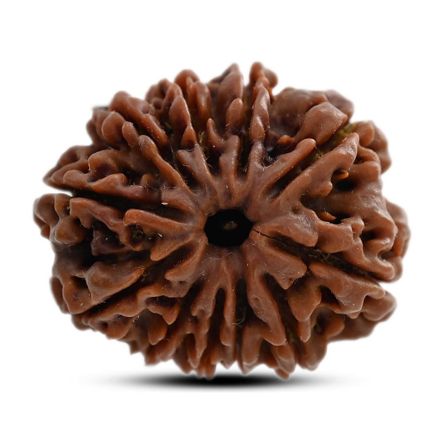 11 Mukhi Rudraksha (Nepal) 28.25 M.M.