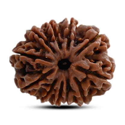 11 Mukhi Rudraksha (Nepal) 28.25 M.M.