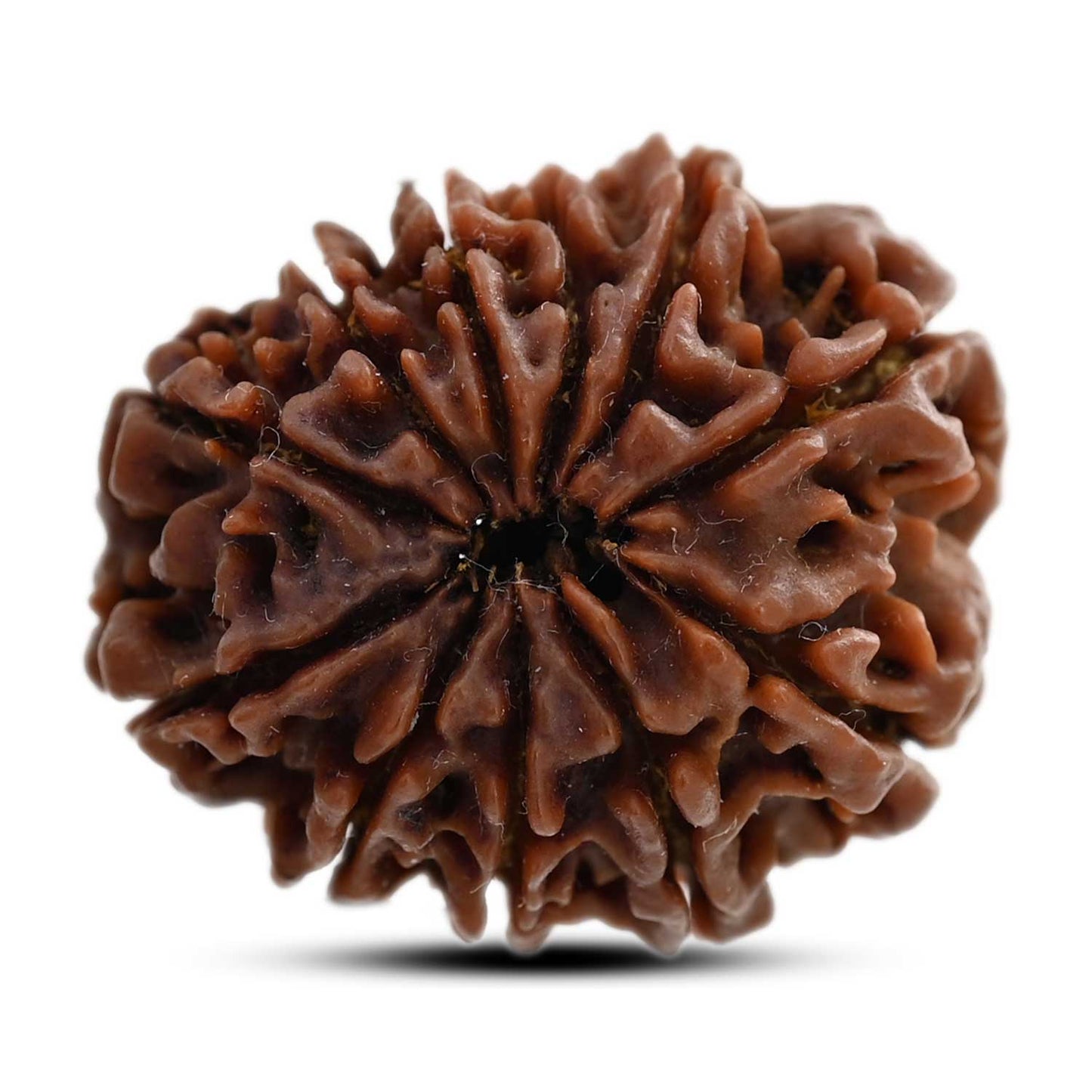 11 Mukhi Rudraksha (Nepal) 28.25 M.M.
