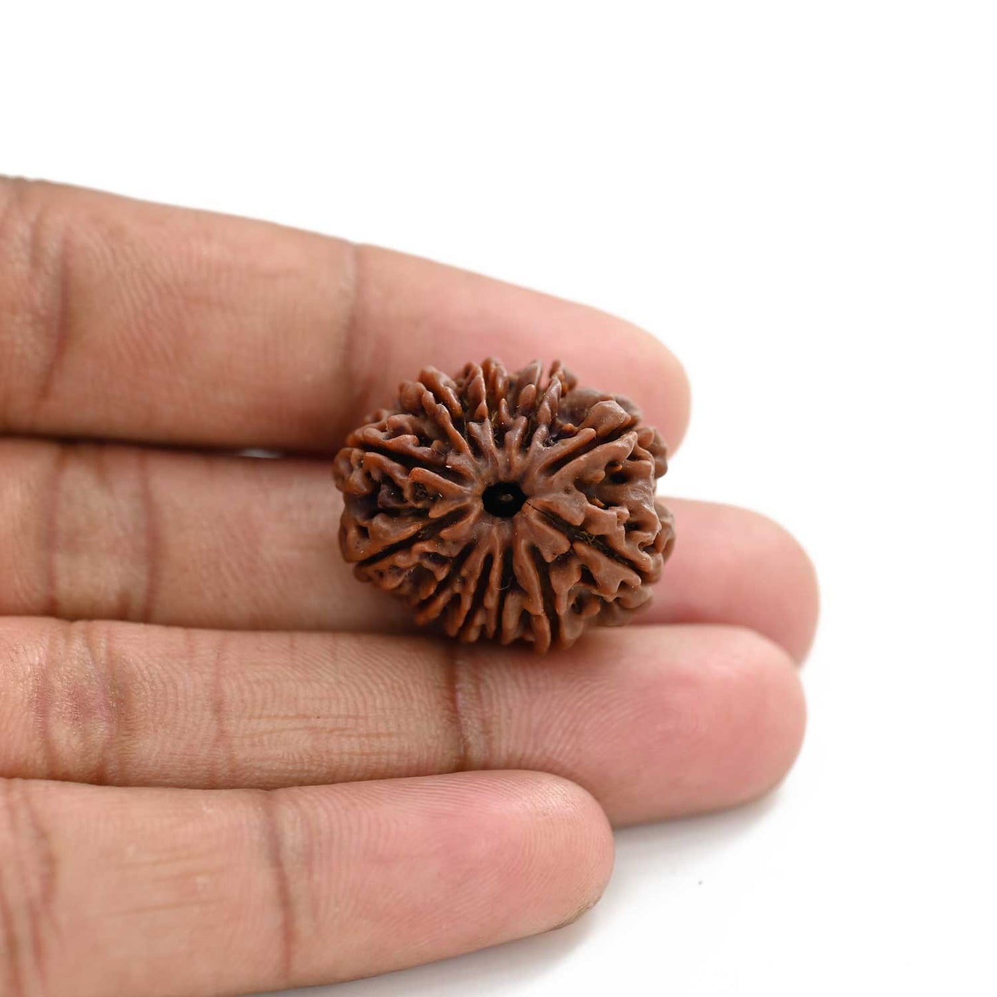 11 Mukhi Rudraksha (Nepal) 28.25 M.M.