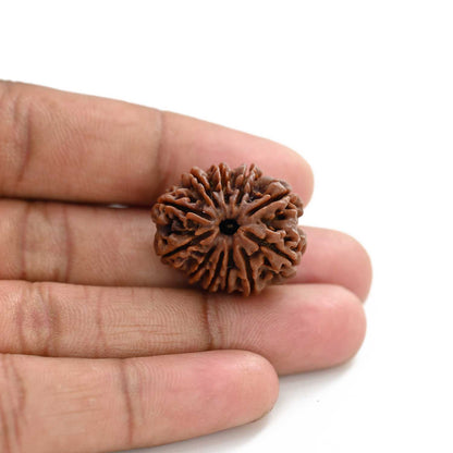 11 Mukhi Rudraksha (Nepal) 28.25 M.M.
