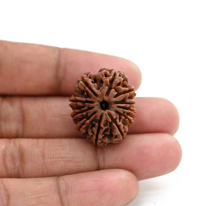 11 Mukhi Rudraksha (Nepal) 28.25 M.M.