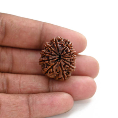 11 Mukhi Rudraksha (Nepal) 28.25 M.M.