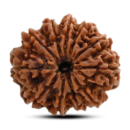 11 Mukhi Rudraksha (Nepal) 25.98 M.M.