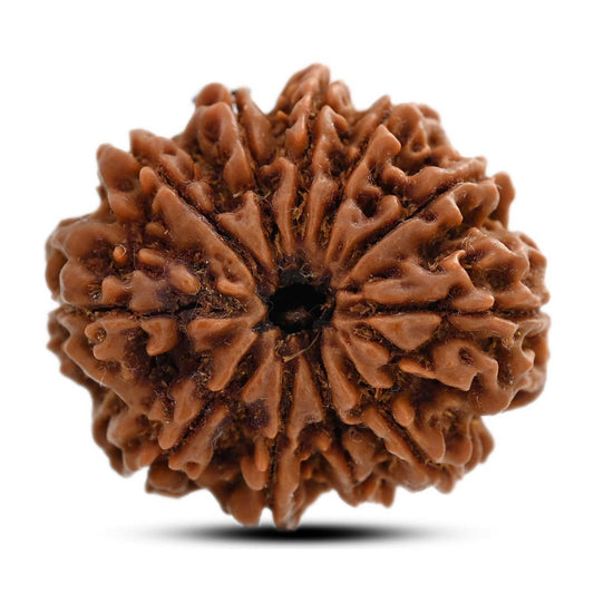11 Mukhi Rudraksha (Nepal) 25.98 M.M.