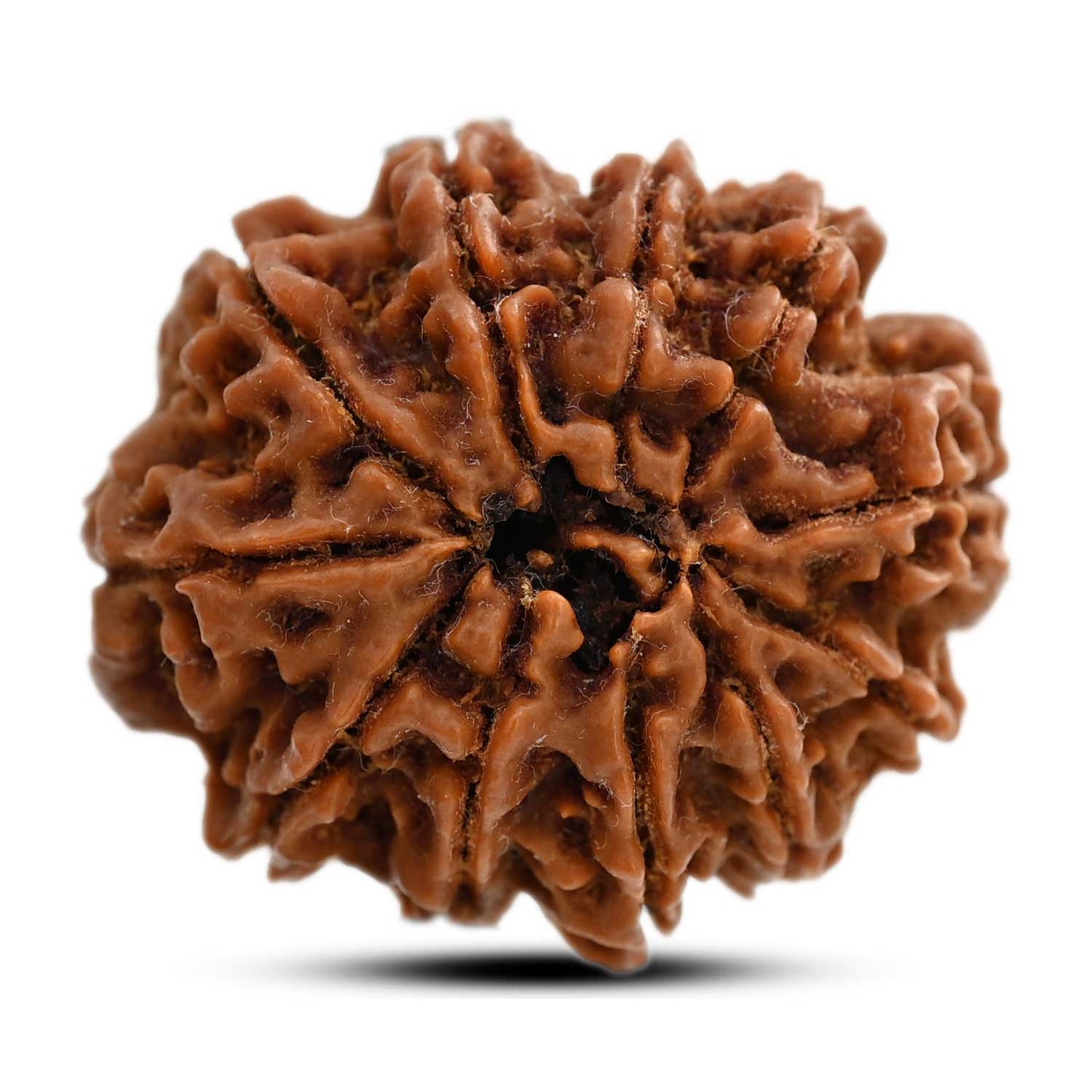 11 Mukhi Rudraksha (Nepal) 25.98 M.M.