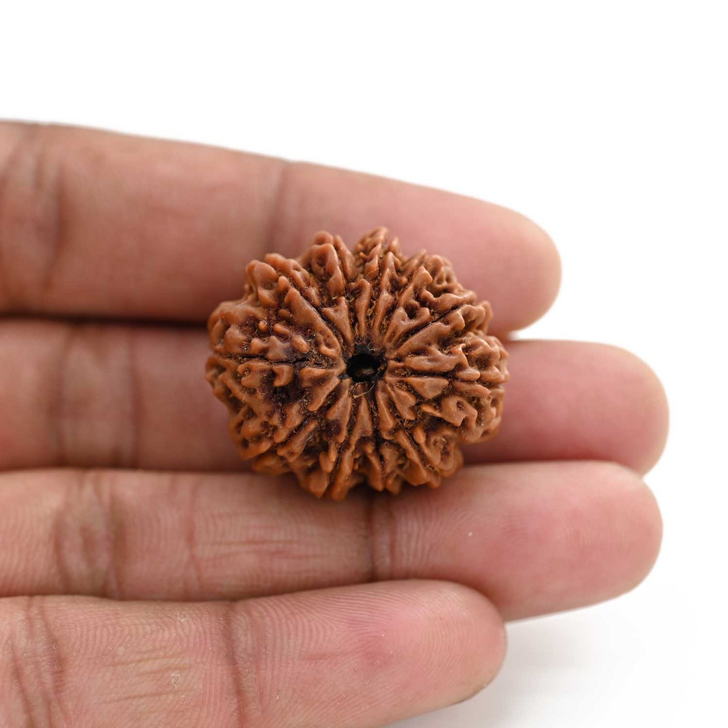 11 Mukhi Rudraksha (Nepal) 25.98 M.M.