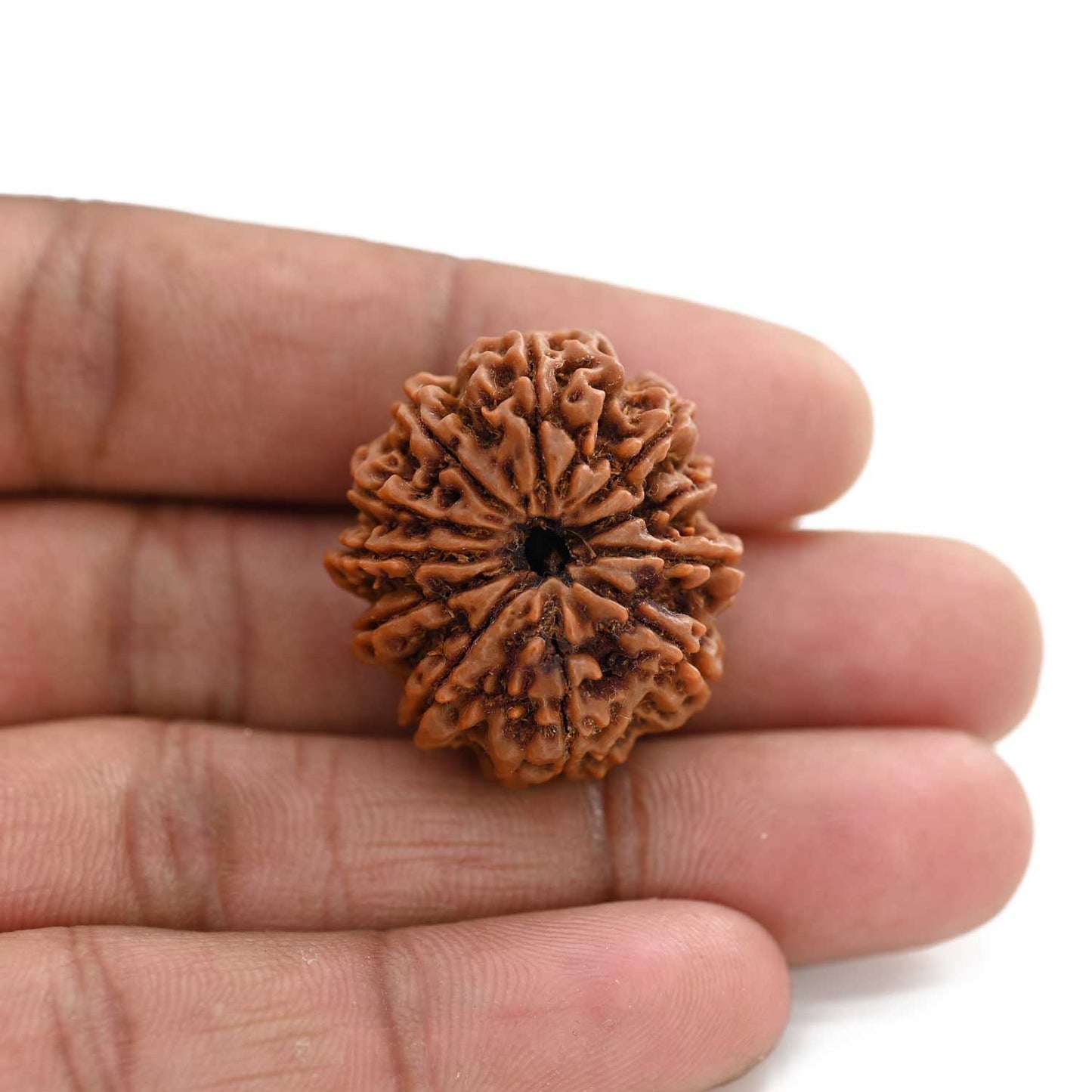 11 Mukhi Rudraksha (Nepal) 25.98 M.M.