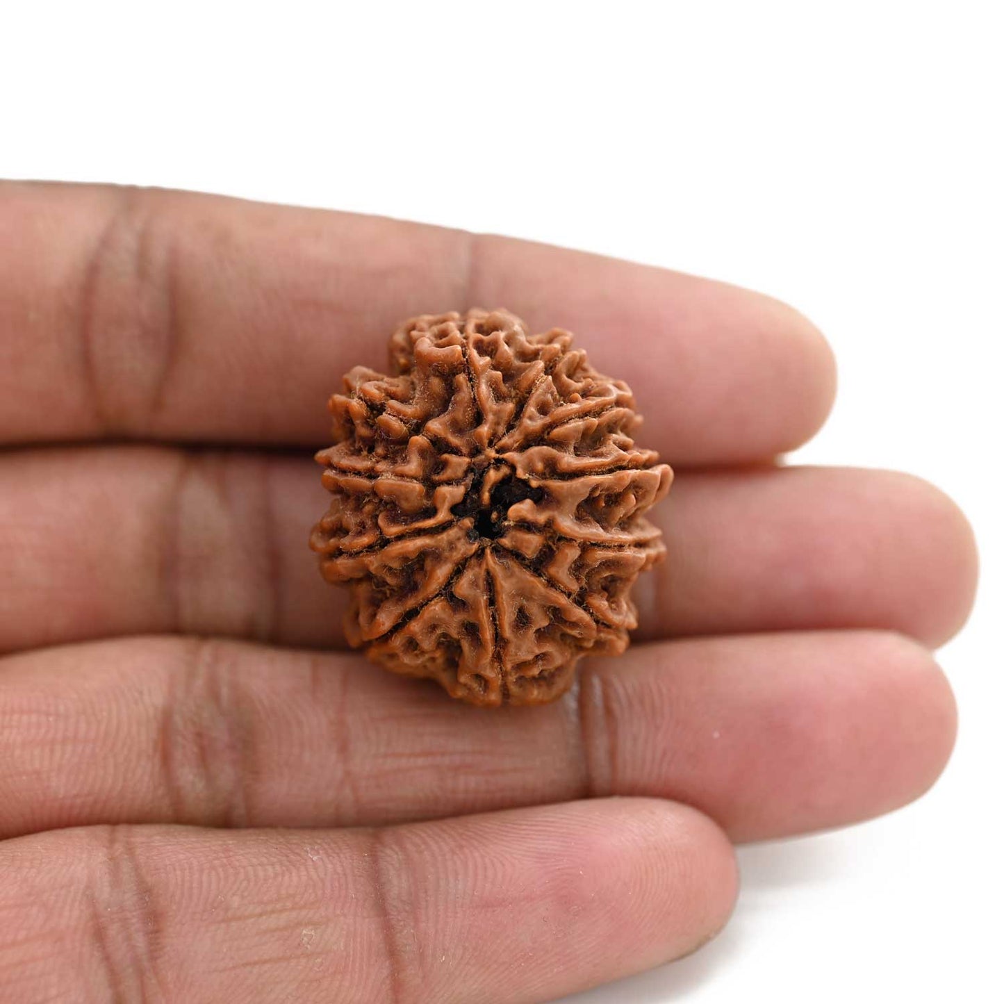 11 Mukhi Rudraksha (Nepal) 25.98 M.M.