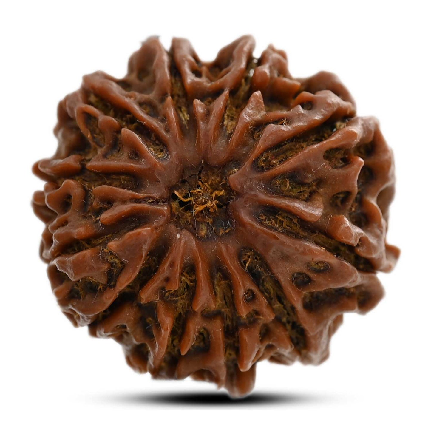 11 Mukhi Rudraksha (Nepal) 24.4 M.M.