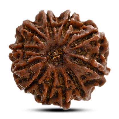 11 Mukhi Rudraksha (Nepal) 24.4 M.M.