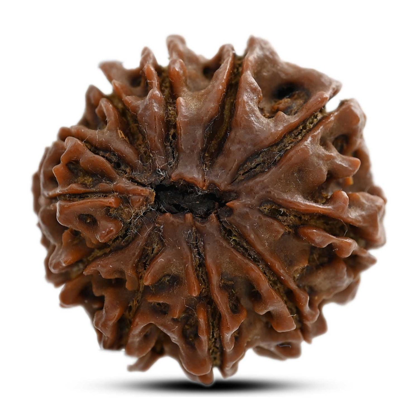 11 Mukhi Rudraksha (Nepal) 24.4 M.M.