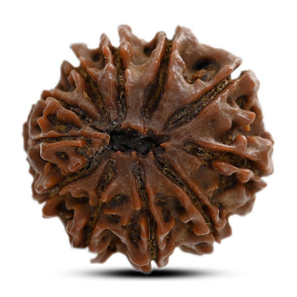11 Mukhi Rudraksha (Nepal) 24.4 M.M.