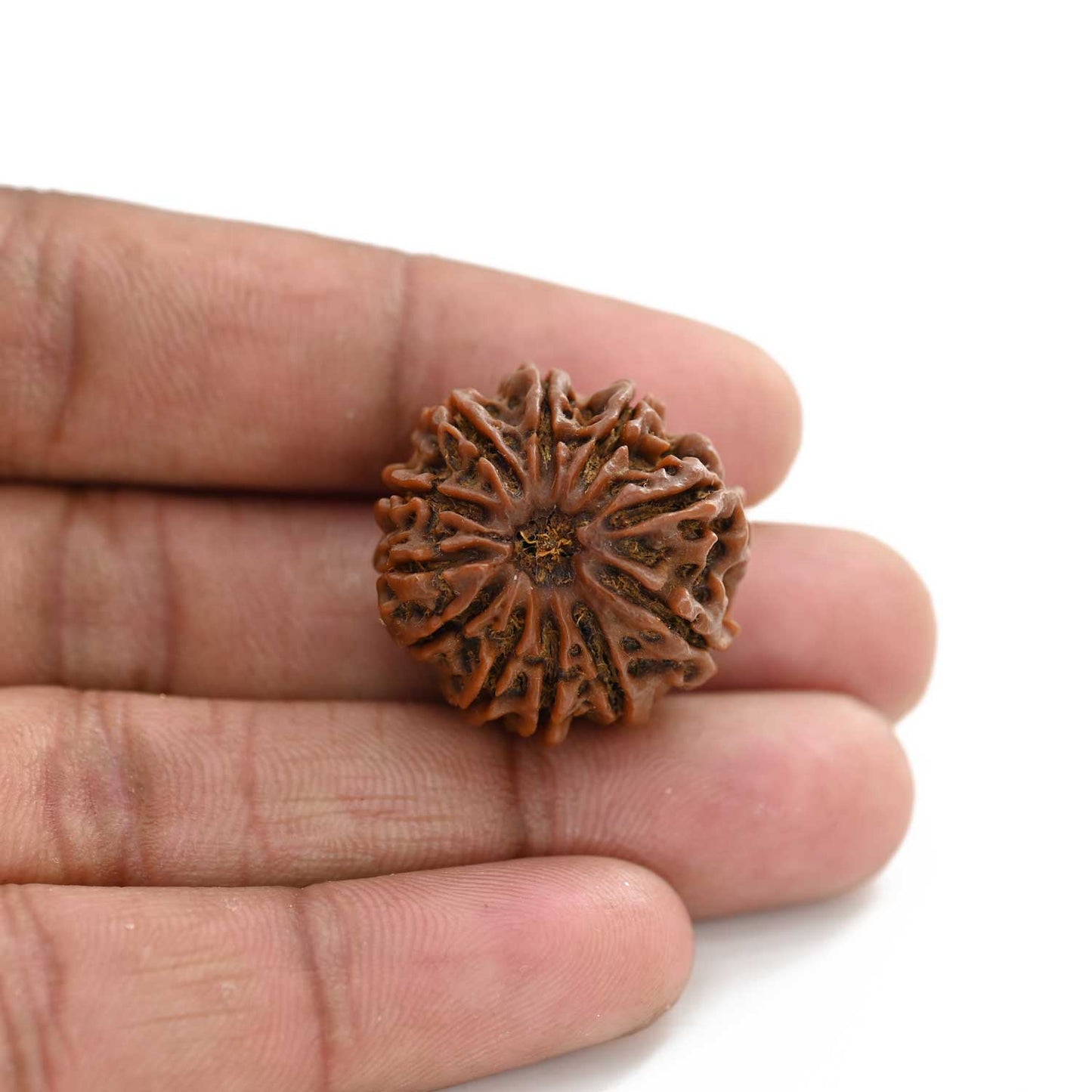 11 Mukhi Rudraksha (Nepal) 24.4 M.M.