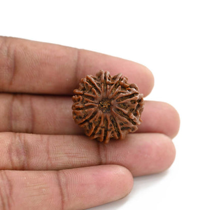 11 Mukhi Rudraksha (Nepal) 24.4 M.M.