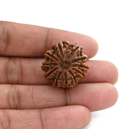 11 Mukhi Rudraksha (Nepal) 24.4 M.M.