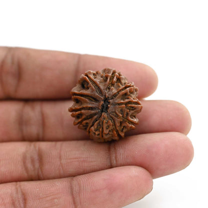11 Mukhi Rudraksha (Nepal) 24.4 M.M.