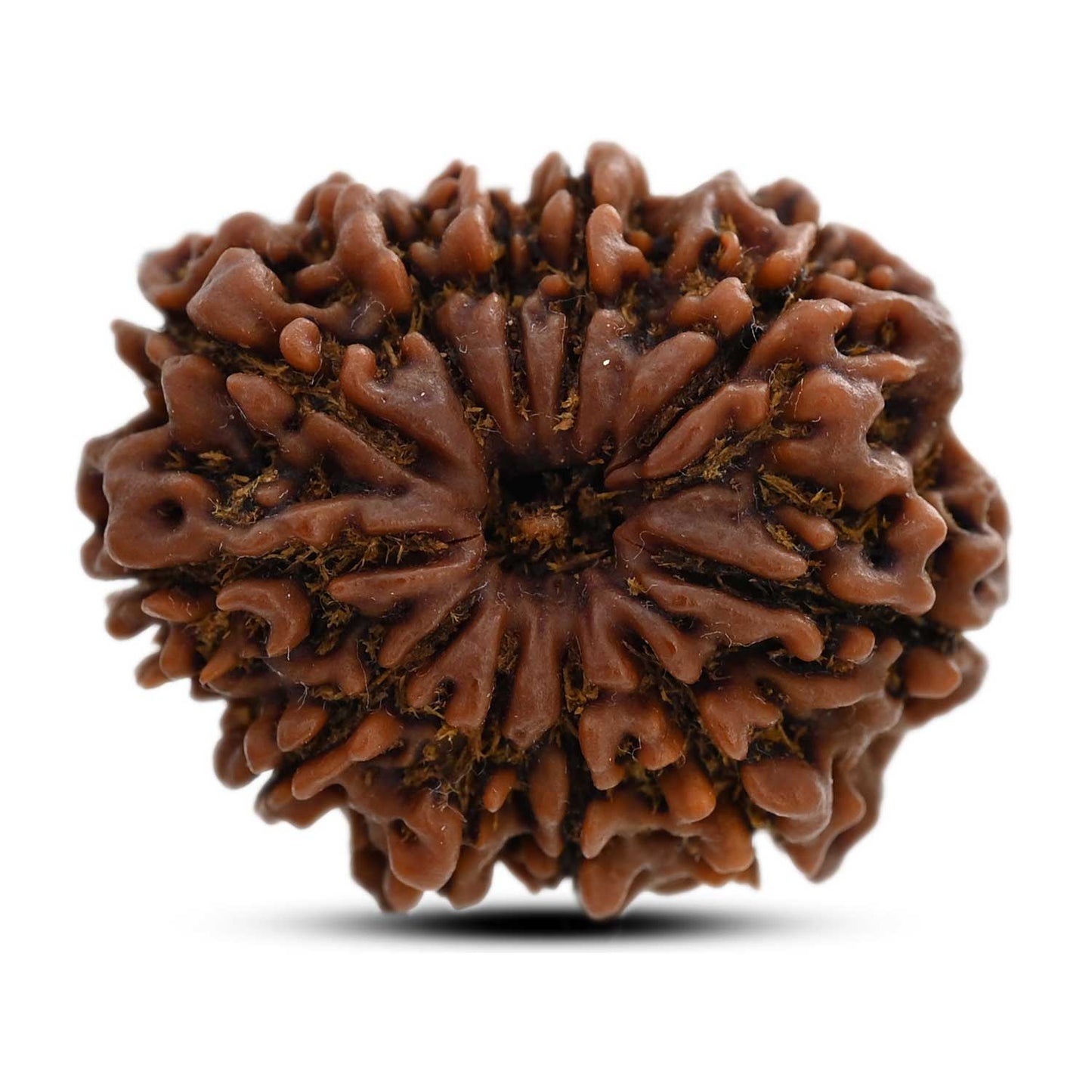 11 Mukhi Rudraksha (Nepal) 25.41 M.M.